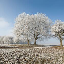Frost covering trees and a grassy field in Hibbing