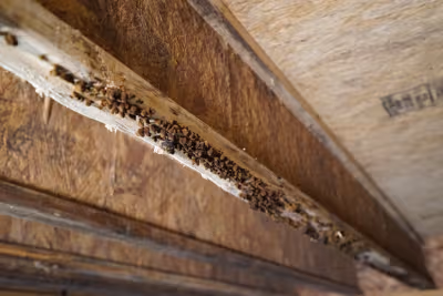 Moldy-wet-rotten-floor-joists-in-crawl-space-minnesota-wisconsin