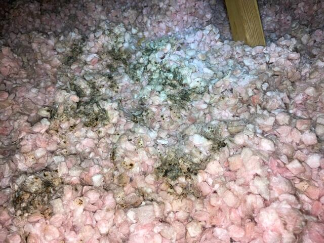 Outdated pink fiberglass batt insulation showing dust and degradation inside a 1990 residential attic before retrofitting in Circle Pines Minnesota