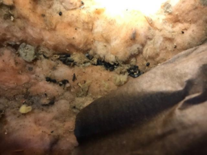 Attic with deteriorated insulation causing ice dams in Cloquet MN