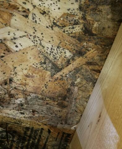 Attic with ineffective insulation in Solon Springs WI